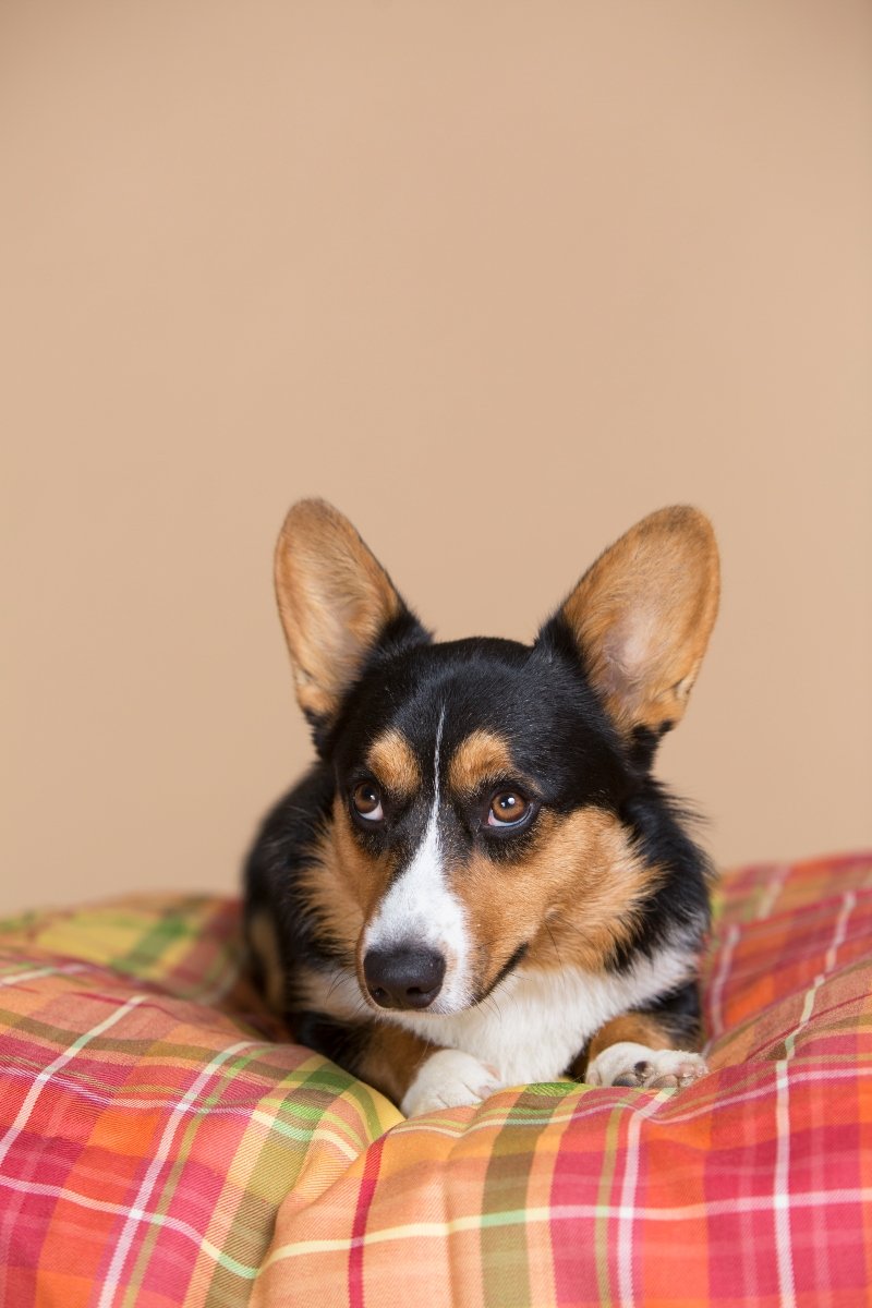 corgi szégyellős visszafogott fekszik
