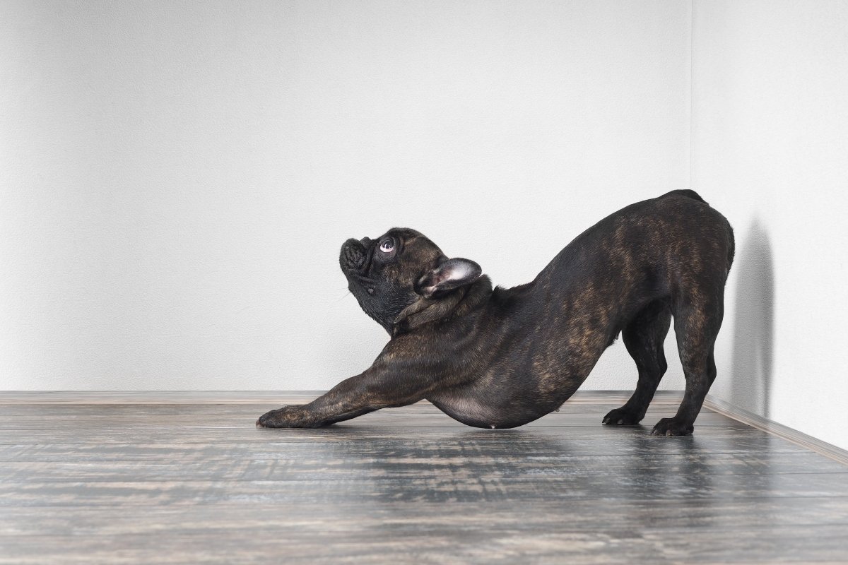 francia bulldog nyújtózkodik