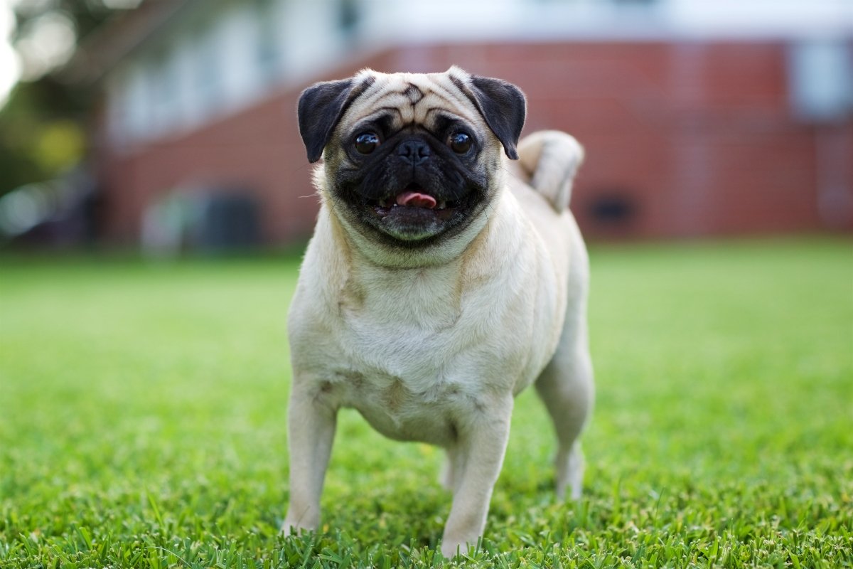 mopsz