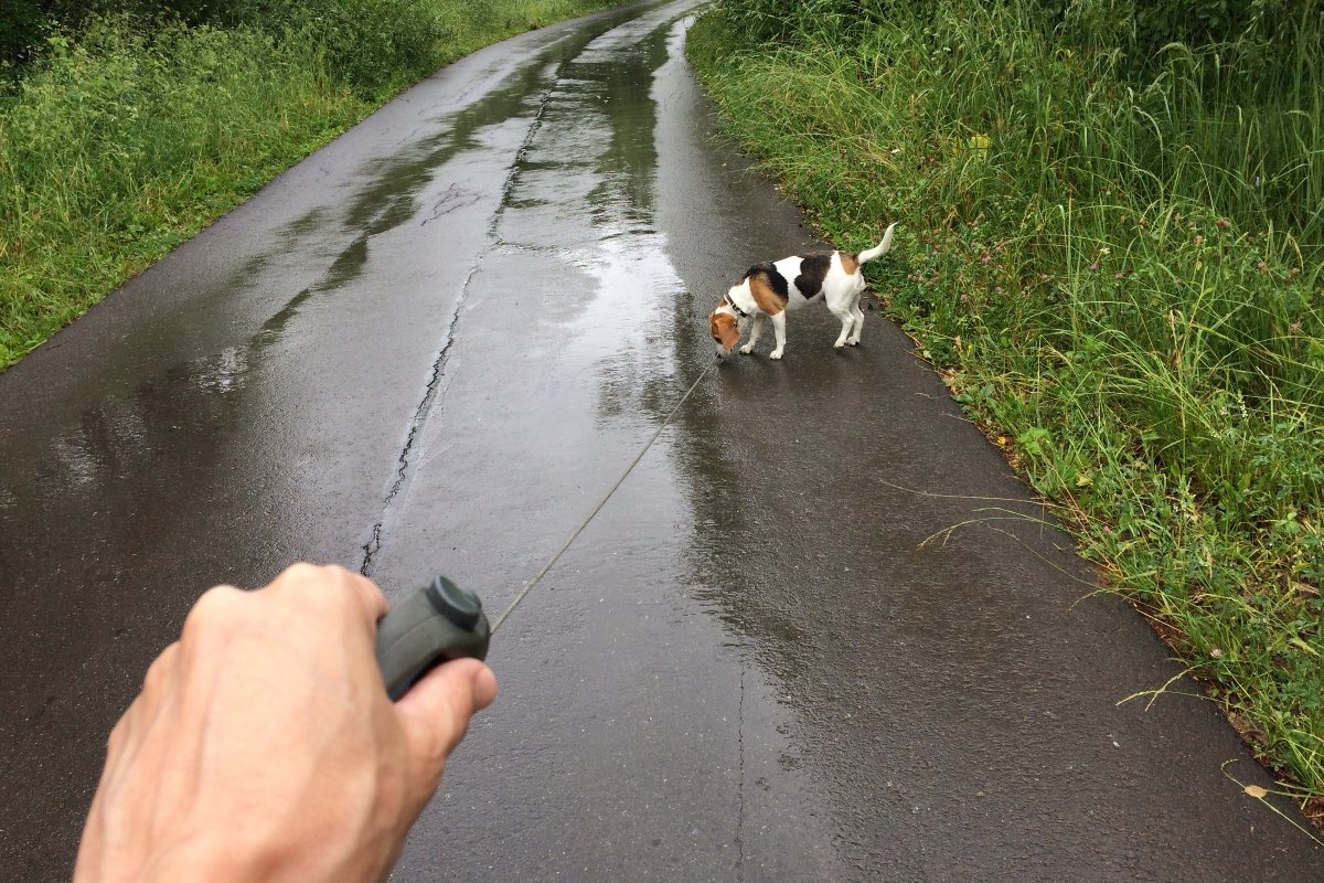 eső séta kirándulás erdő beagle póráz