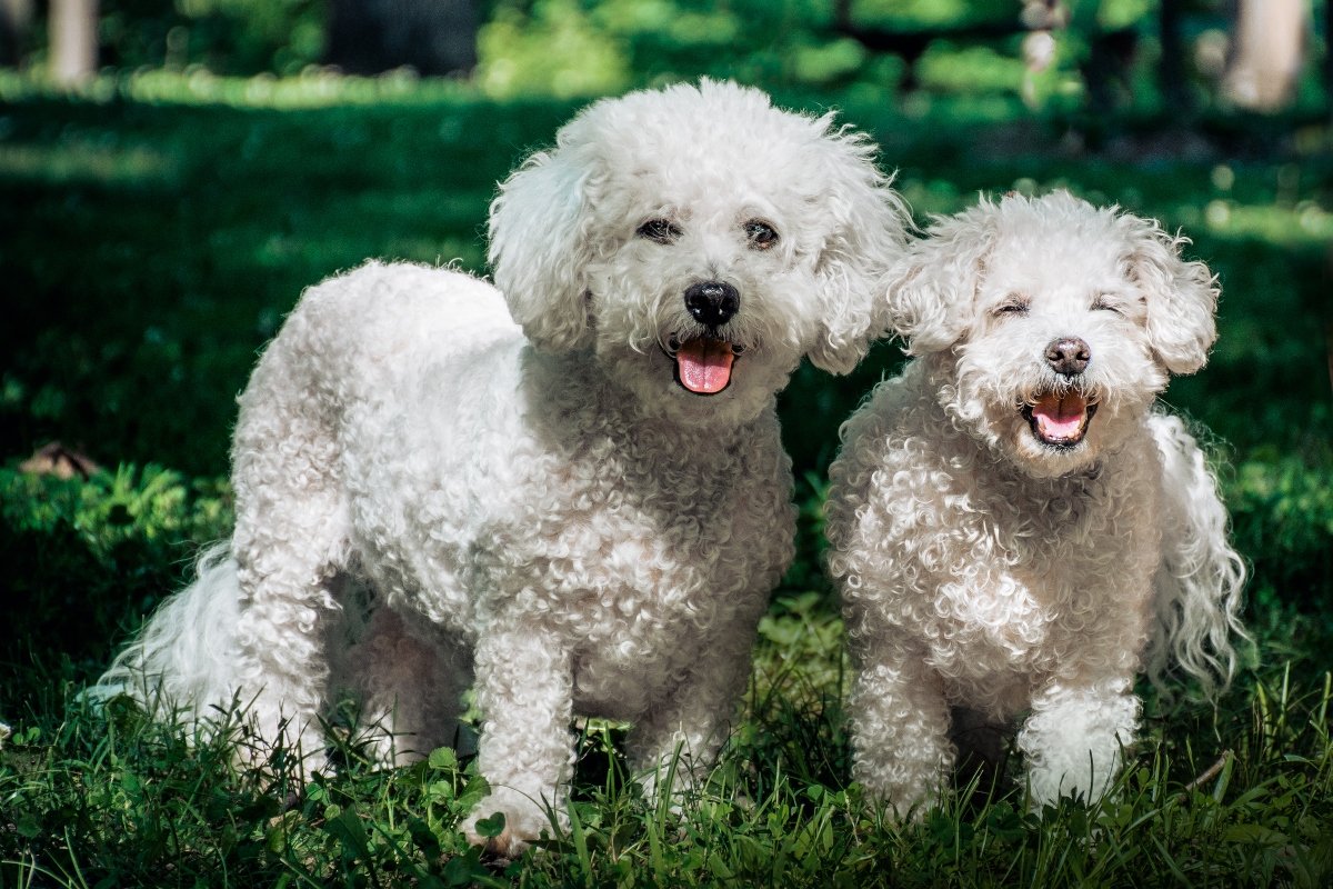 bichon frisé