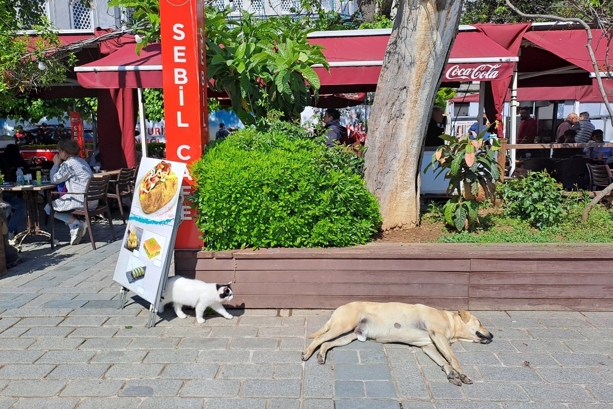 isztambul 8