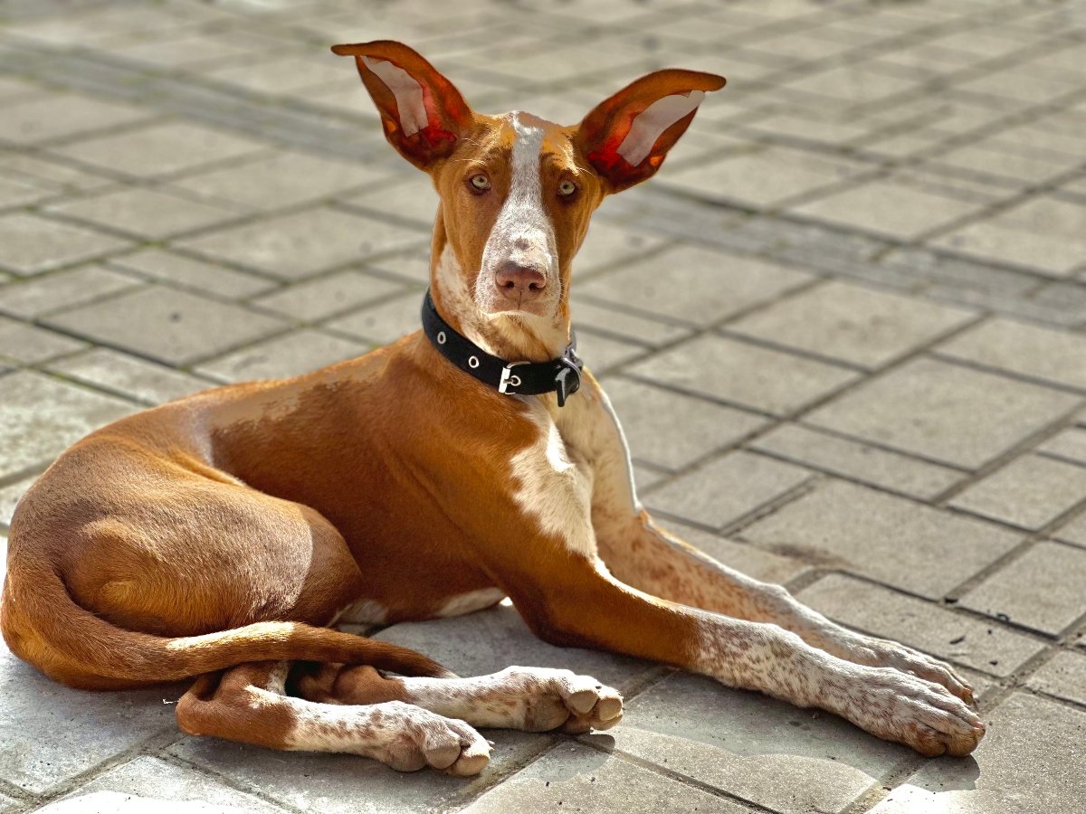 kanári-szigeteki kopó podenco canario Kép_ Chilli Con Canario Kennel