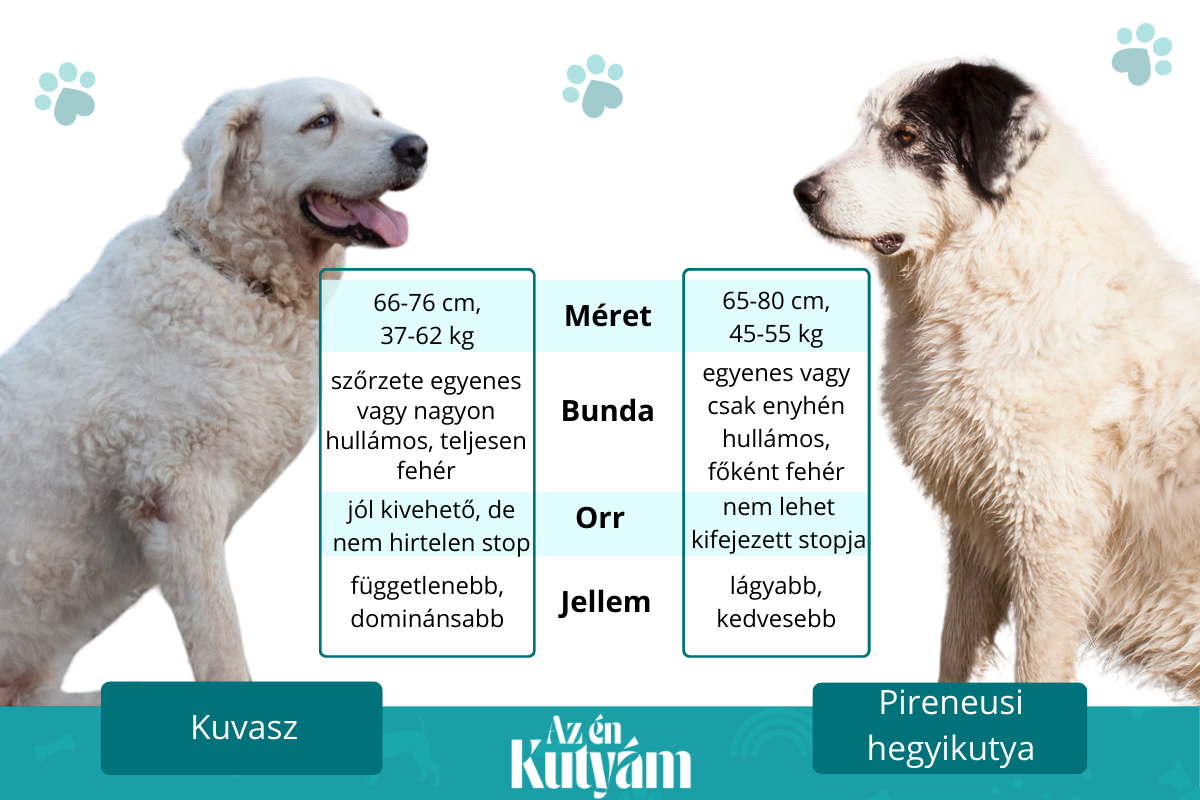 kuvasz és pireneusi hegyikutya