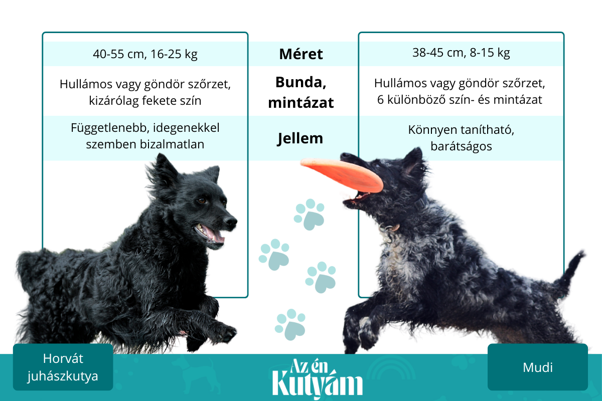Mudi és horvát juhászkutya