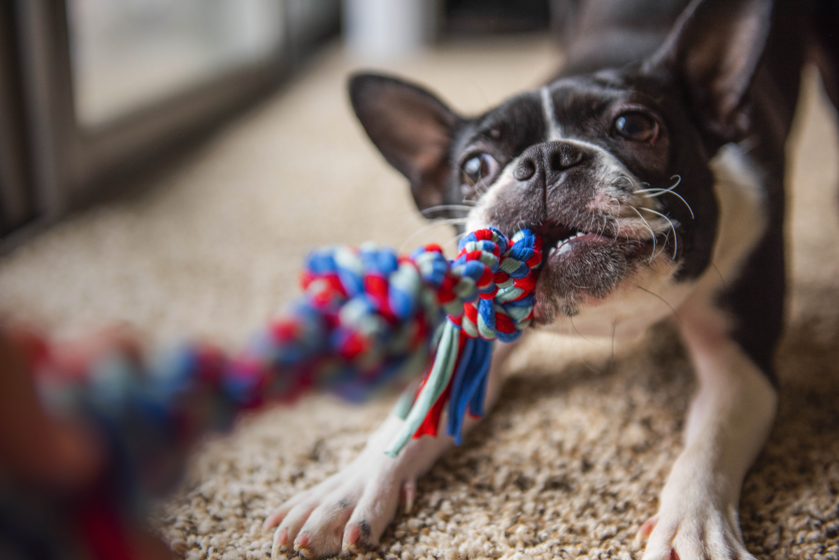 kutya kötéljátékkal (szerintem boston terrier, de lehet, hogy fr. bulldog)