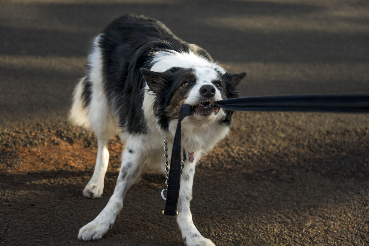 border collie húzza a pórázt