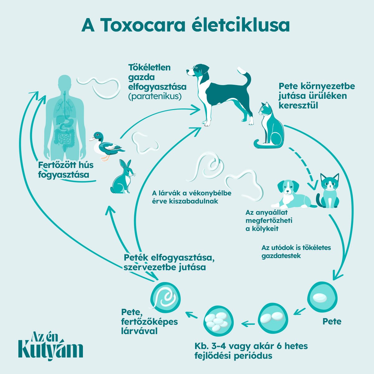 toxocara vizuál