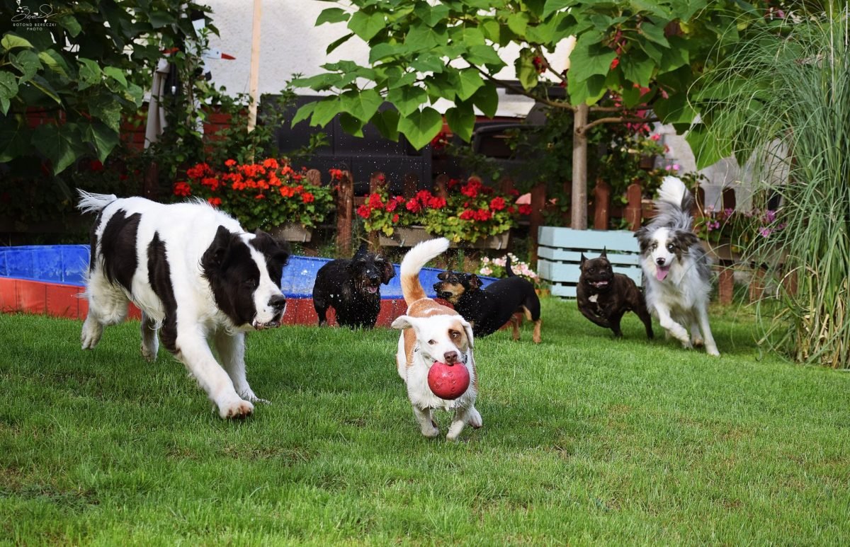 playing ball AÉK Love My Dogz