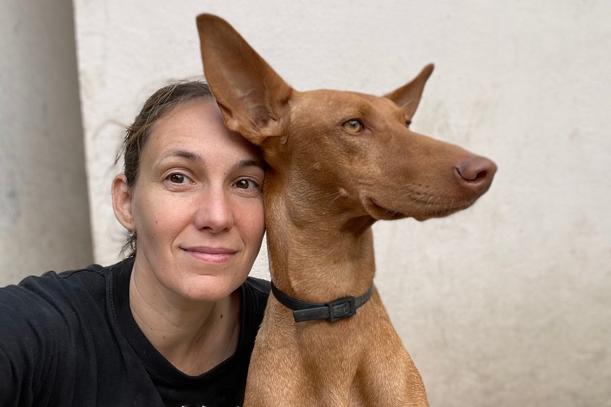 podenco canario Fotó_ Chilli Con Canario Kennel