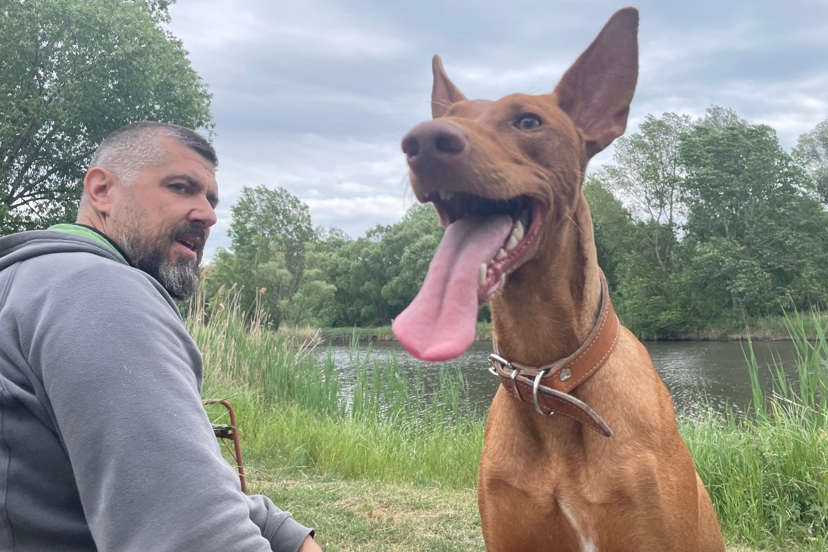 podenco canario Kép_ Chilli Con Canario Kennel