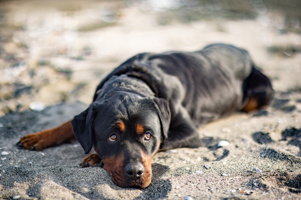 rottweiler néz szem fehérje tekintet szomorú borító