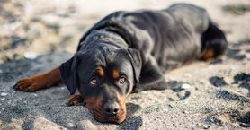 2024_04_rottweiler-nez-szem-feherje-tekintet-szomoru-fb-1024x536.jpg