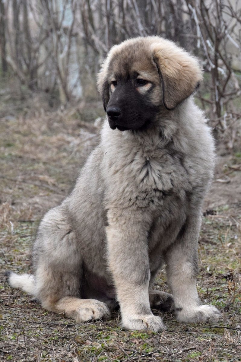 Sarplaninac - 3 hónapos kölyök Szentkúti Pásztor Kennel