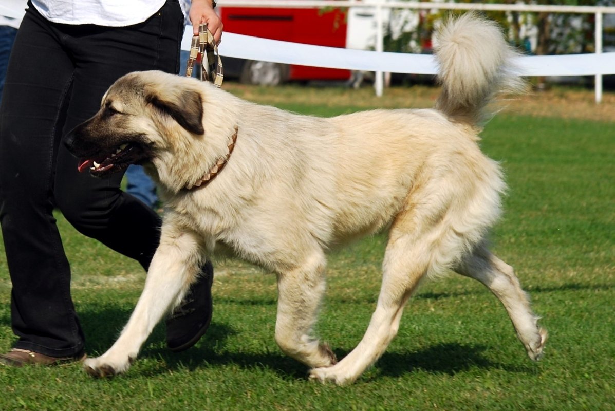 Sarplaninac - Gerda mozgásban Fotó_ Szentkúti Pásztor Kennel