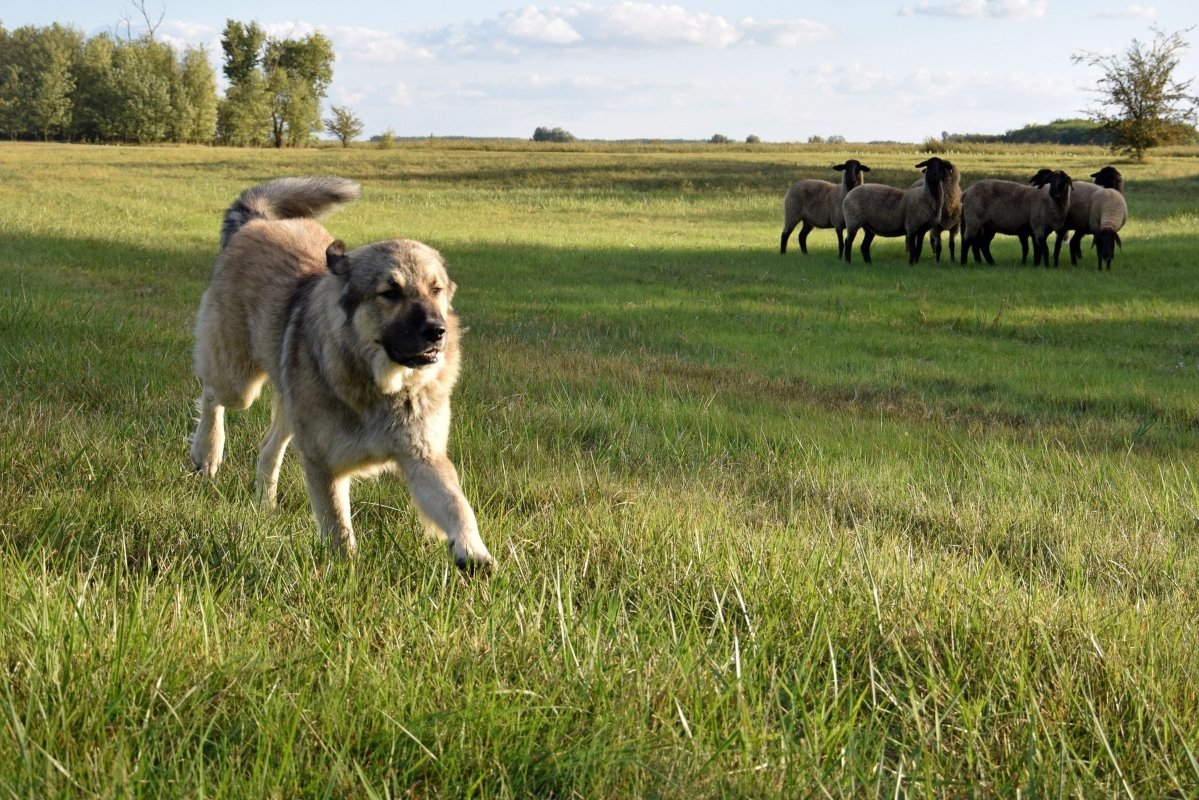 Sarplaninac - Milos a juhokkal Fotó_ Szentkúti Pásztor Kennel
