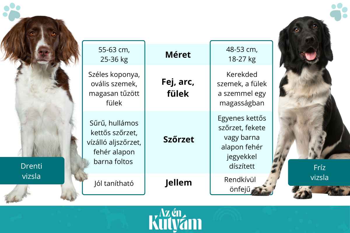 Drenti vizsla és fríz vizsla