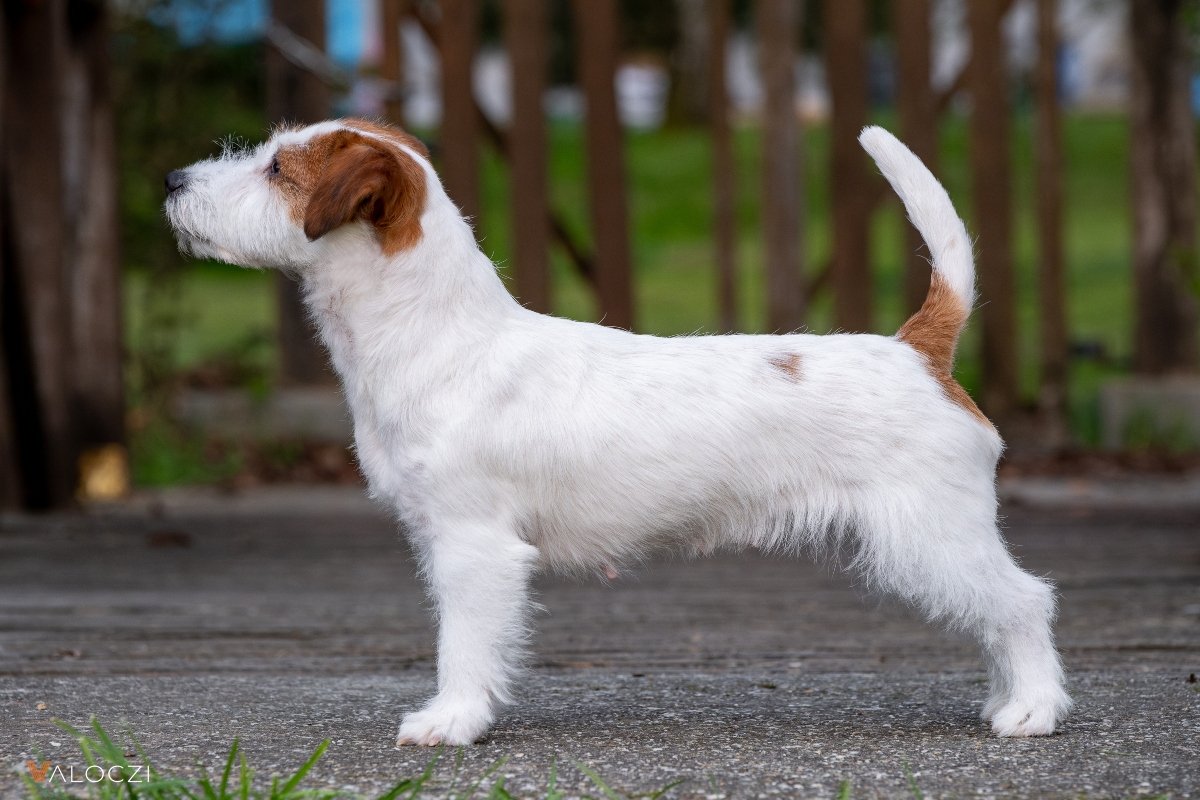 jack russell áék válóczi