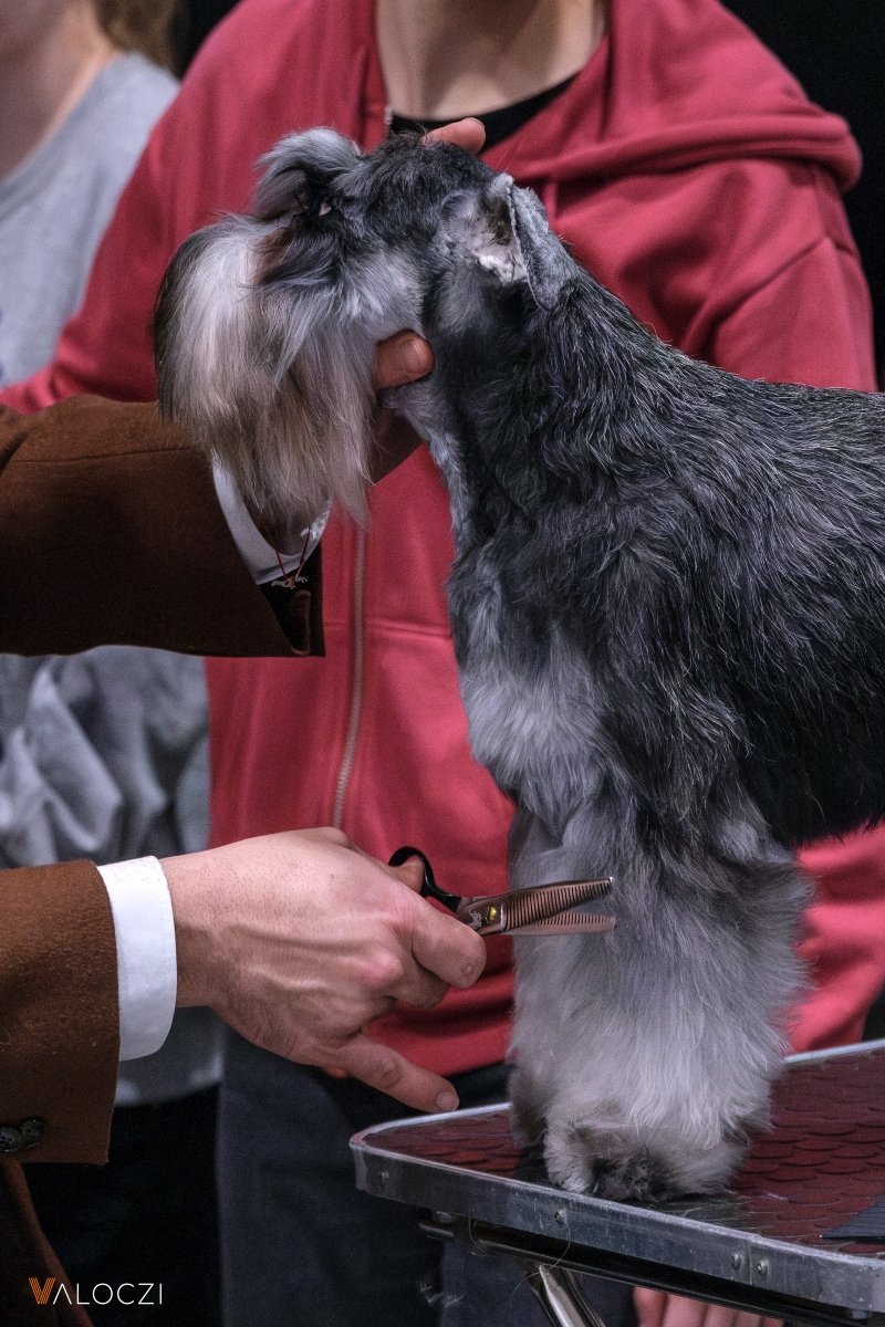 törpe schnauzer kozmetikus áék válóczi nyírás