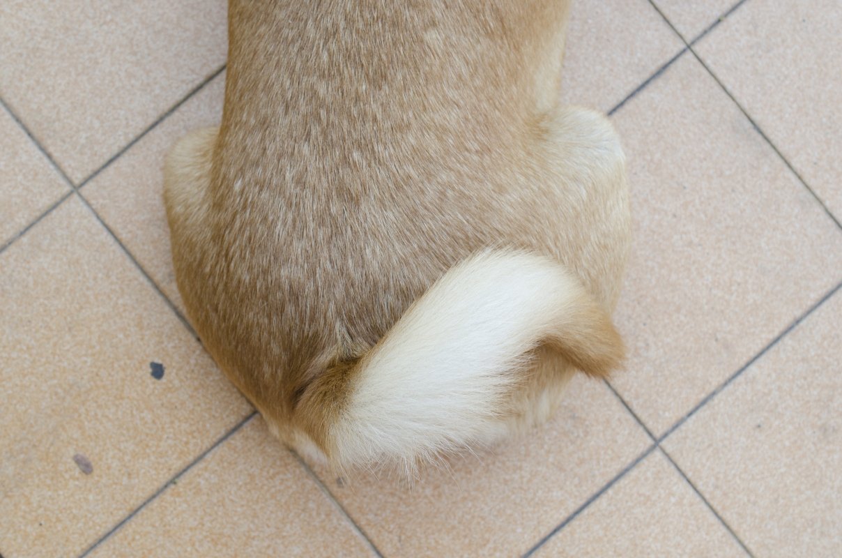 dog tail