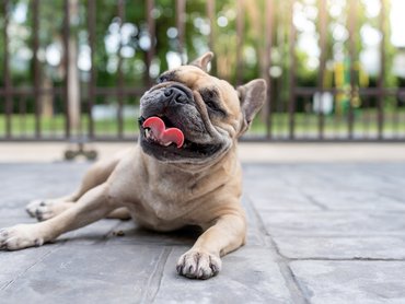 Lihegő francia bulldog
