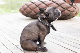 francia bulldog ül radírozik borító