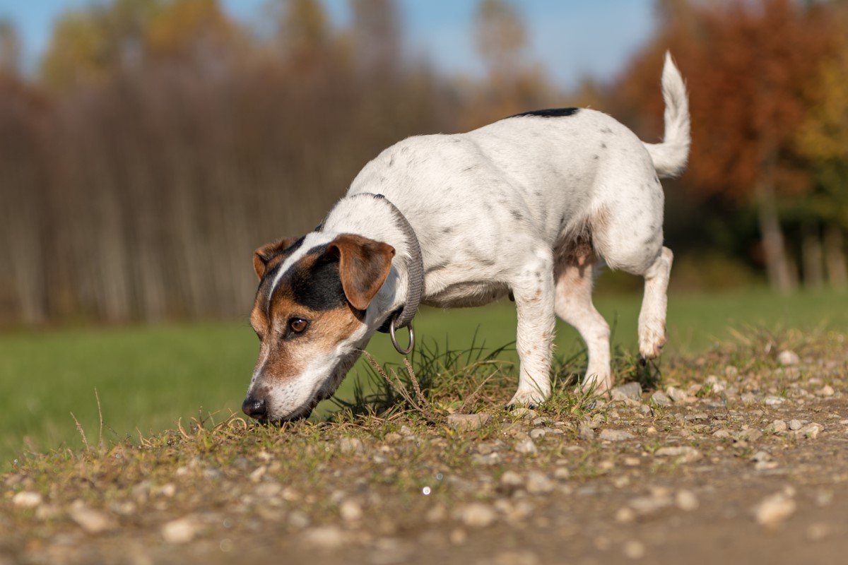 szimatoló jack/parson russelterrier