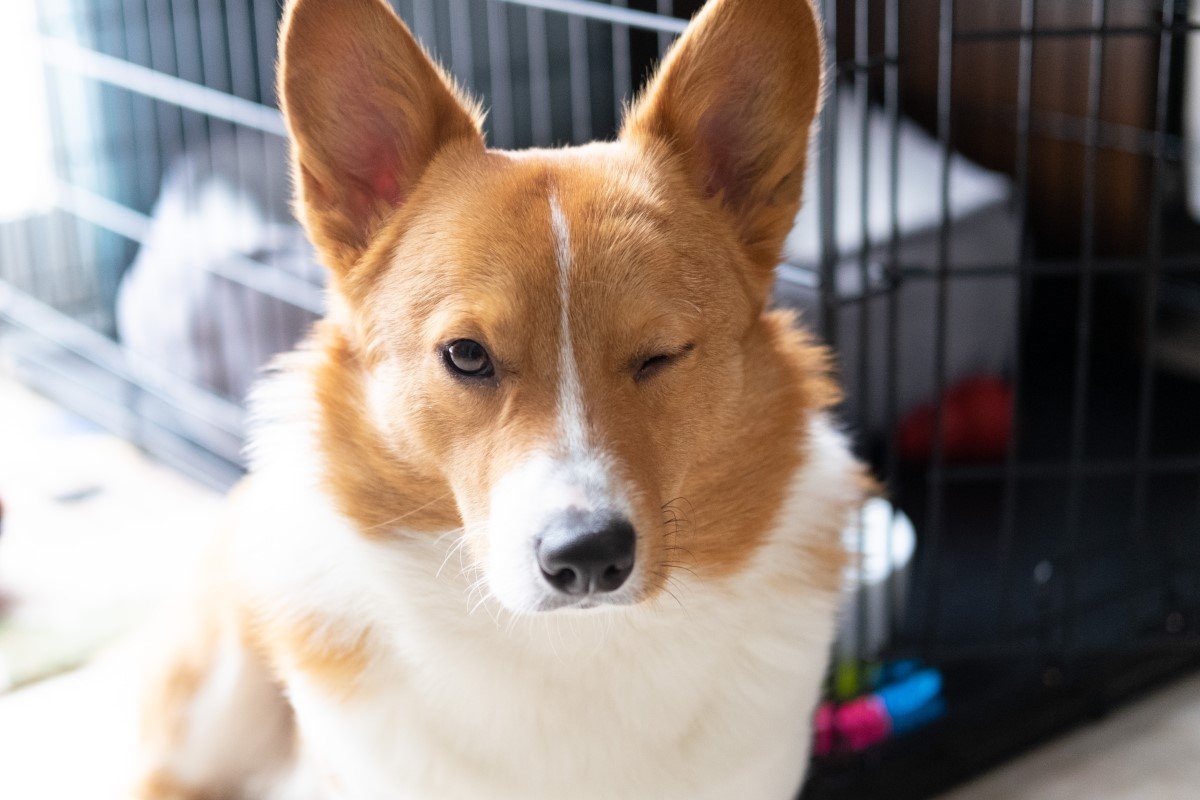 kacsintó corgi