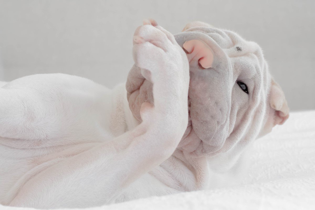 shar pei nyalogatja a mancsát
