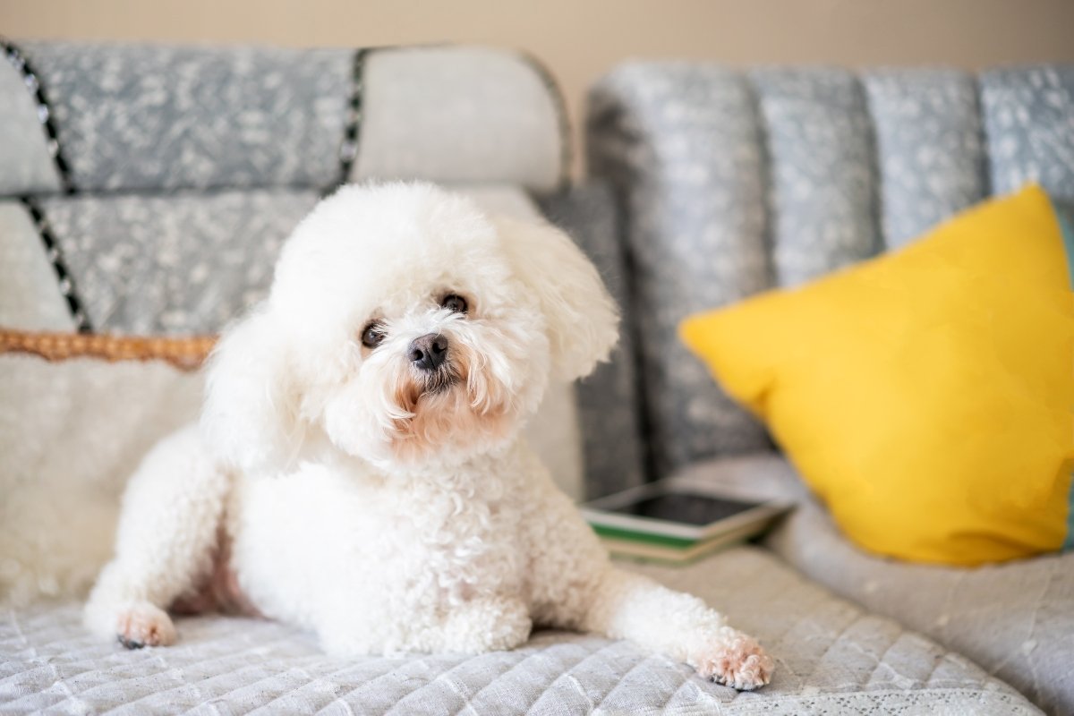 bichon frisé otthon kanapé