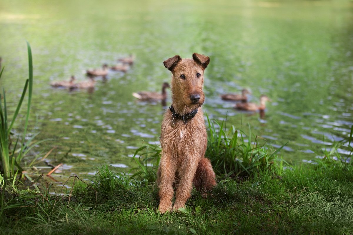 ír terrier tó kacsa folyó víz erdő séta