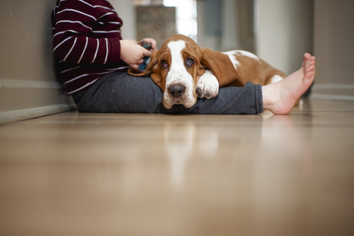 basset hound a gazdáján fekszik