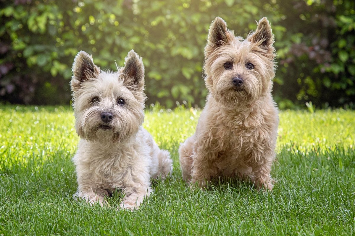 cairn terrier