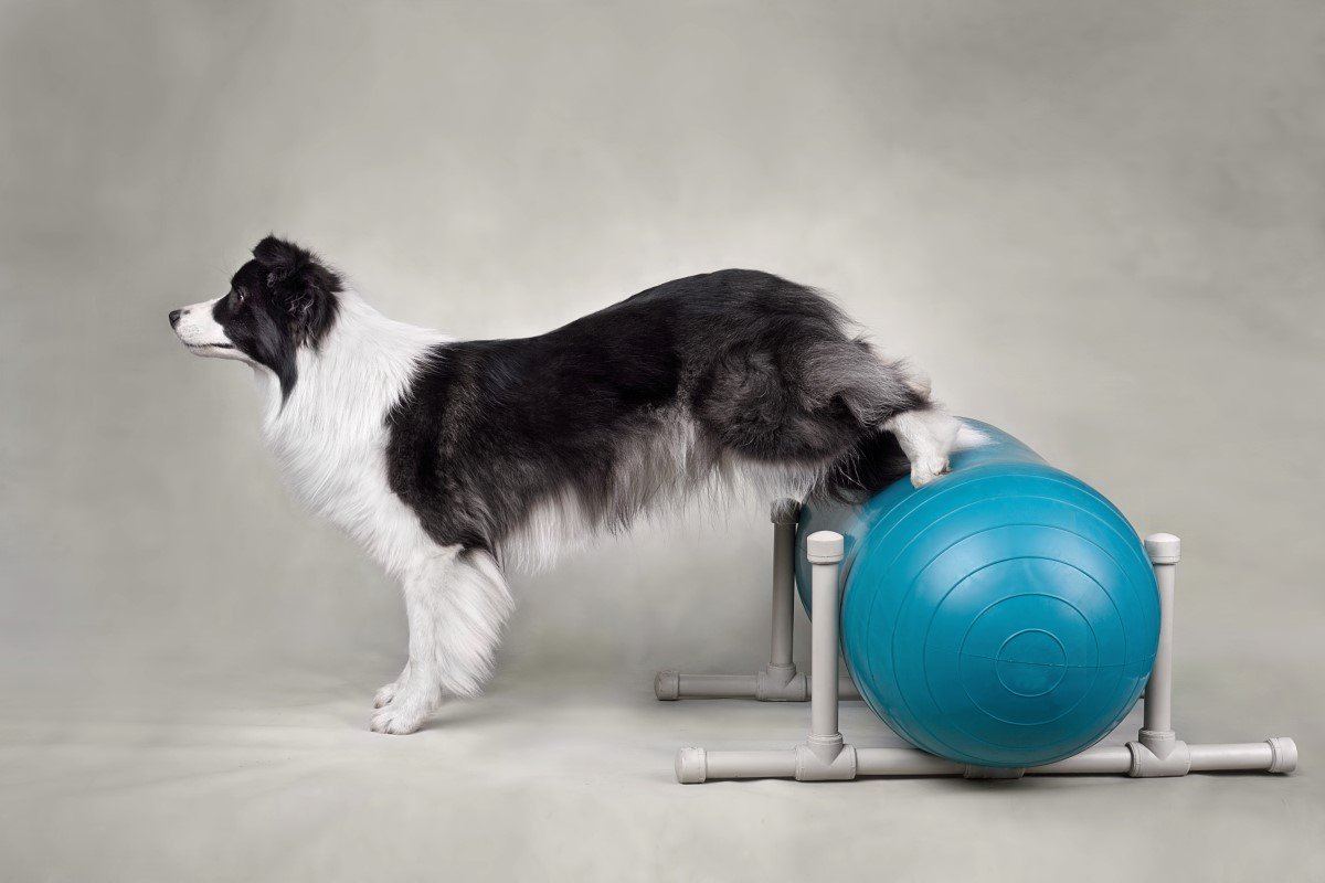 border collie hátsó mancsaival támaszkodik