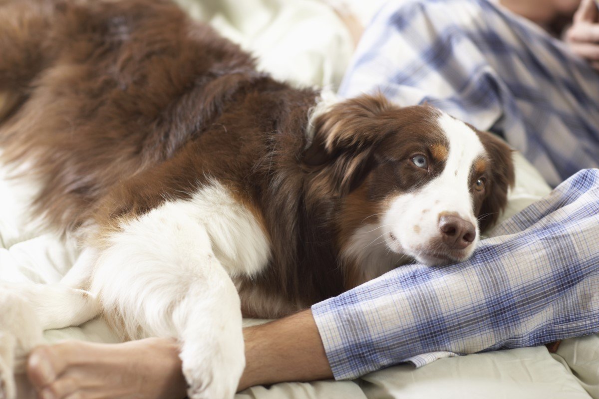 border collie kicsit feszülten fekszik gazdája lábára