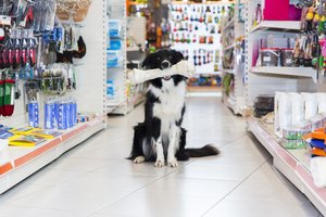 kutya (border collie) kisállatfelszerelési boltban