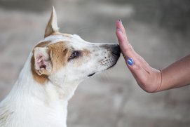 kutya megszagolja a gazdája tenyerét