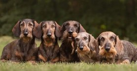 2024_05_idesuss-kennel-mashol-nem-hasznalhato-borito-820x467-1-1024x535.jpg