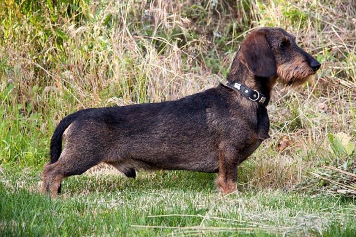 Idesüss kennel, máshol nem használható (1)