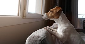 2024_05_jack-russell-terrier-lakas-ablak-szomoru-var-fb-1024x535.jpg