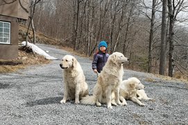 Kuvasz /Fotó: Vas Krisztián