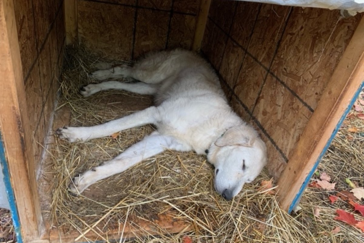 kuvasz Vas Krisztián