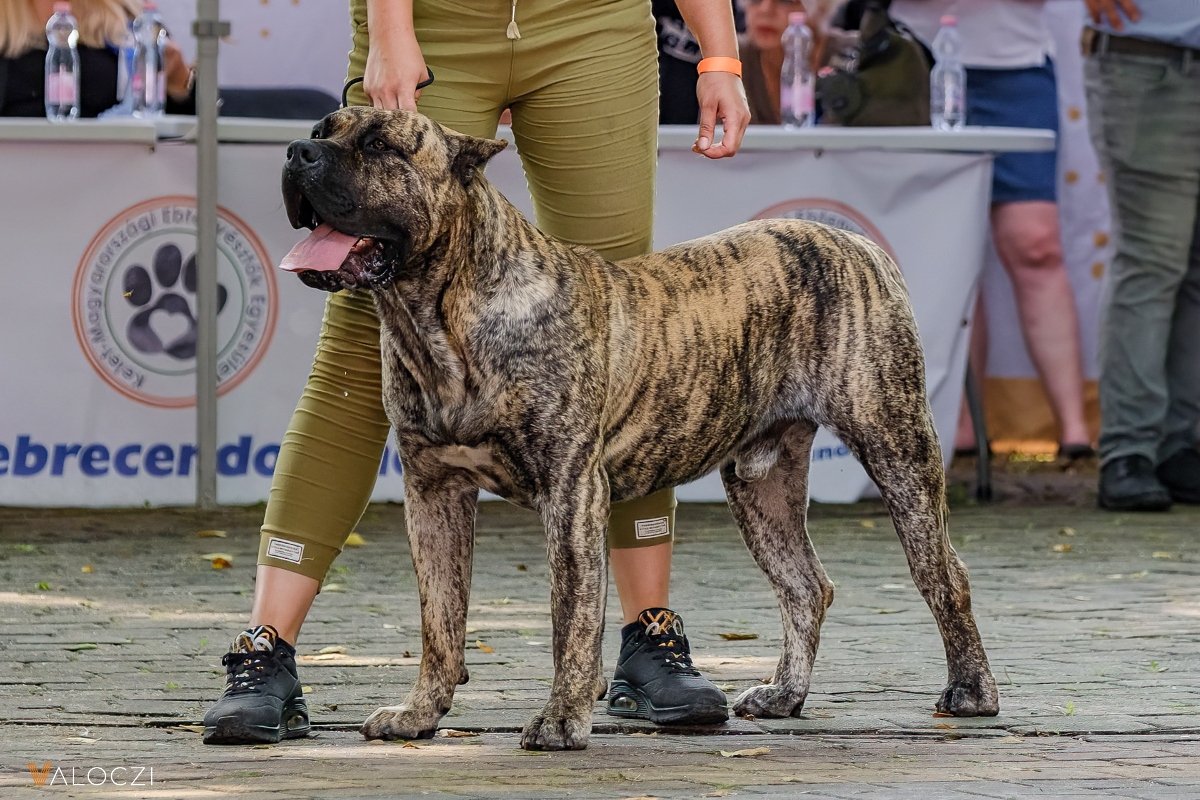 presa canario kanáris-szigeteki kutya AÉK Válóczi