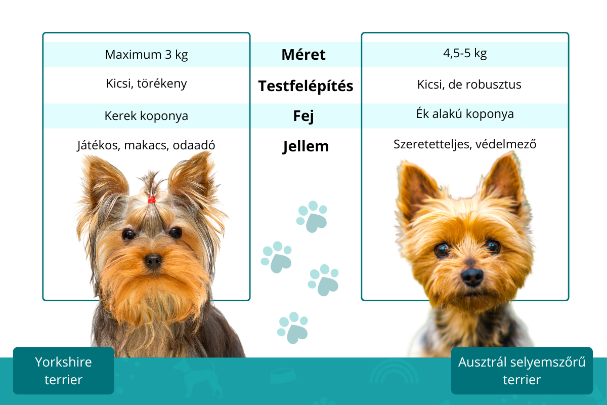 Yorkshire terrier és ausztrál selyemszőrű terrier