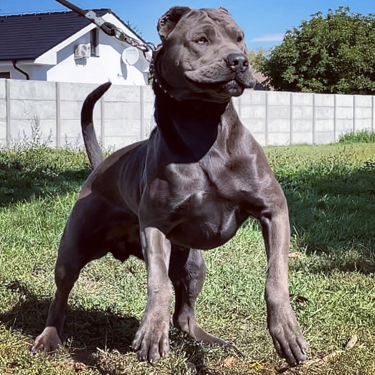 bandog DC Bandog Kennel