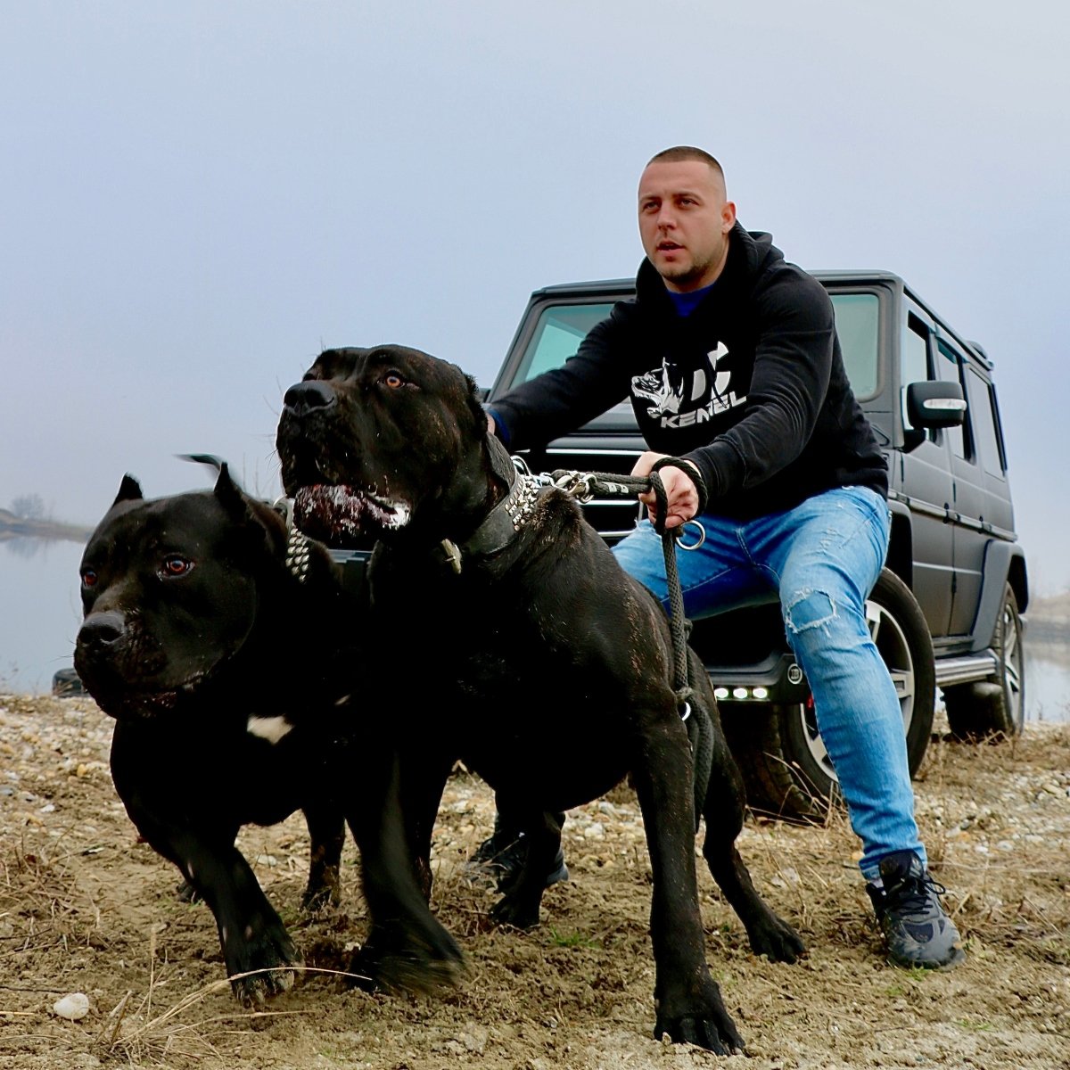 Cs Dávid bandog DC Bandog Kennel borító