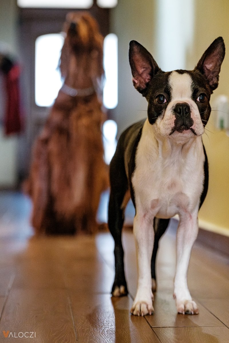 válóczi áék boston terrier ír szetter