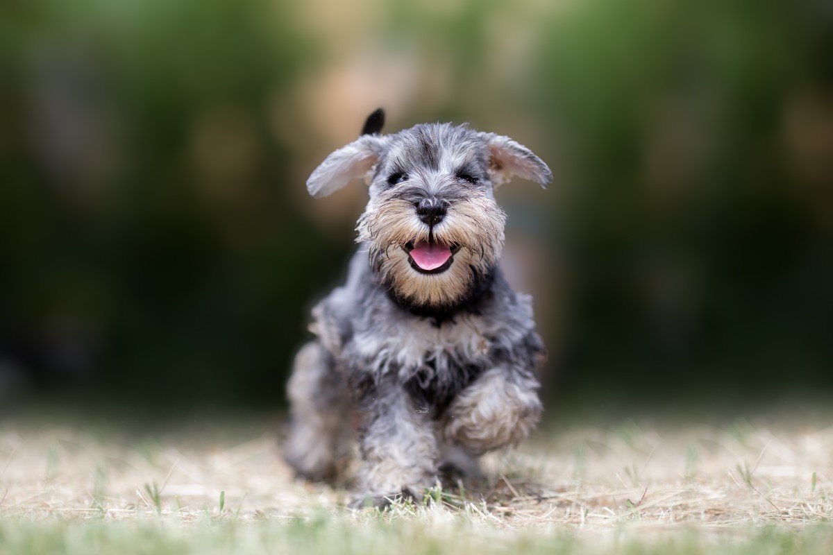schnauzer jellegű kutyus fut a réten
