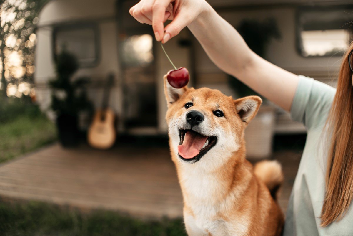 shiba inu cseresznye
