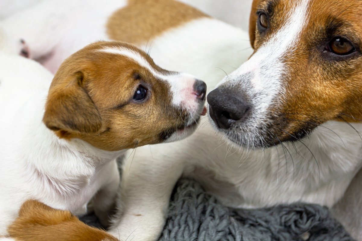 jack russell kölyök anya kiskutya
